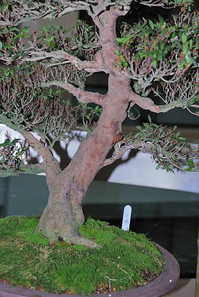 DSC_8222.jpg DSC_8222.jpg