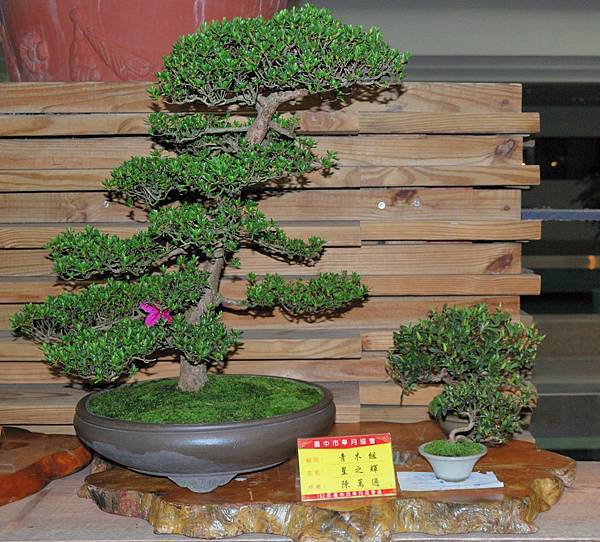 DSC_8227.jpg DSC_8227.jpg