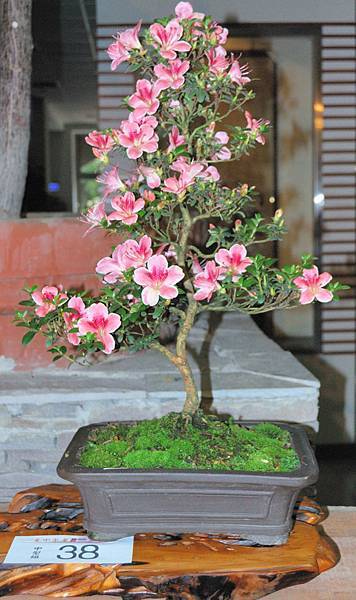 DSC_8232.jpg DSC_8232.jpg