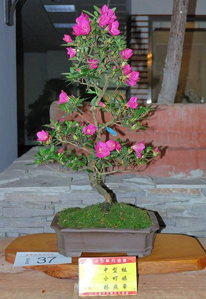 DSC_8233.jpg DSC_8233.jpg