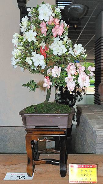 DSC_8234.jpg DSC_8234.jpg