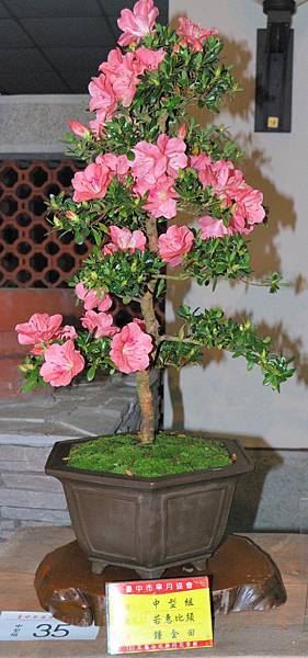 DSC_8235.jpg DSC_8235.jpg