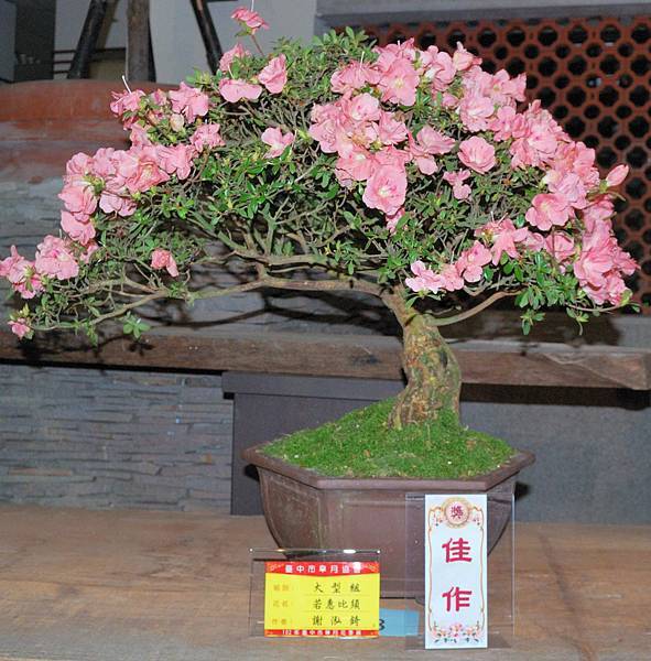 DSC_8239.jpg DSC_8239.jpg