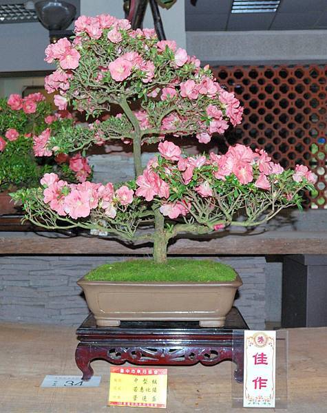 DSC_8240.jpg DSC_8240.jpg