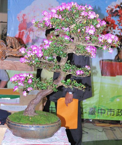 DSC_8246.jpg DSC_8246.jpg