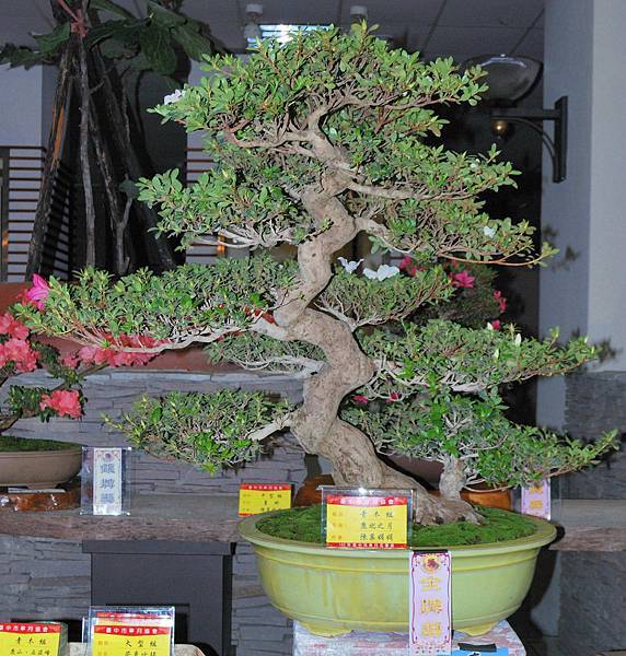 DSC_8245.jpg DSC_8245.jpg