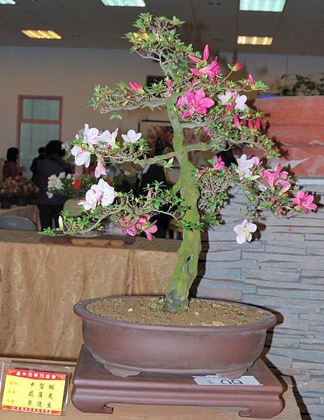 DSC_8258.jpg DSC_8258.jpg