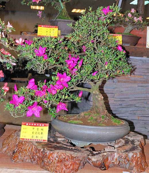 DSC_8262.jpg DSC_8262.jpg