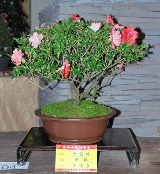 DSC_8265.jpg DSC_8265.jpg