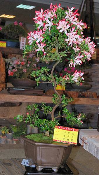 DSC_8269.jpg DSC_8269.jpg