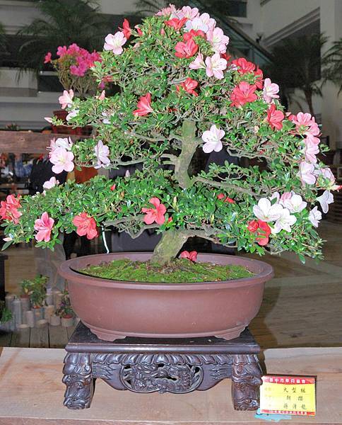 DSC_8275.jpg DSC_8275.jpg