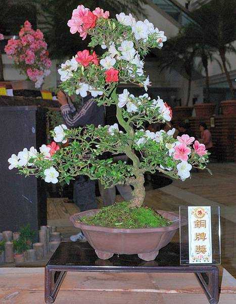 DSC_8274.jpg DSC_8274.jpg