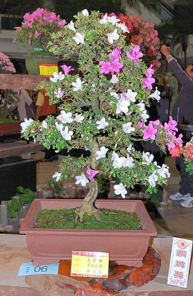 DSC_8276.jpg DSC_8276.jpg