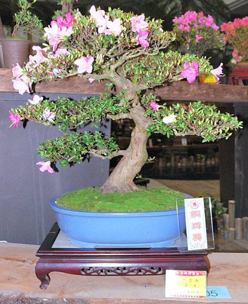 DSC_8277.jpg DSC_8277.jpg