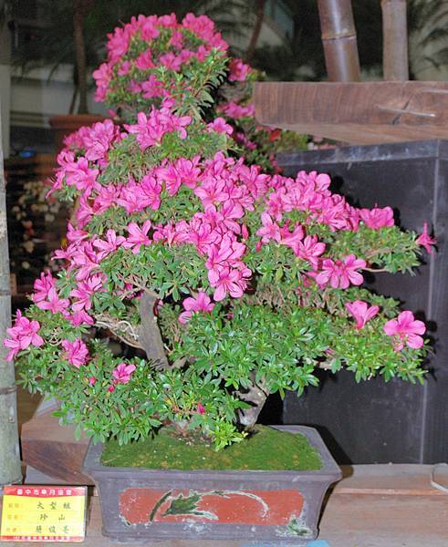 DSC_8278.jpg DSC_8278.jpg