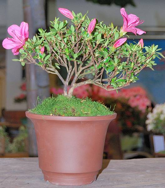 DSC_8285.jpg DSC_8285.jpg