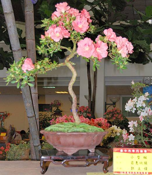 DSC_8286.jpg DSC_8286.jpg