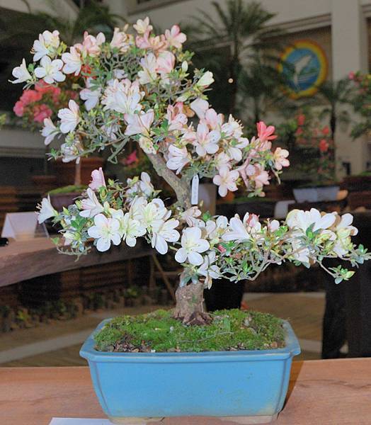 DSC_8290.jpg DSC_8290.jpg