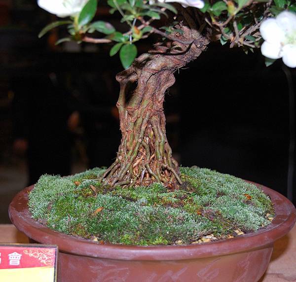 DSC_8293.jpg DSC_8293.jpg