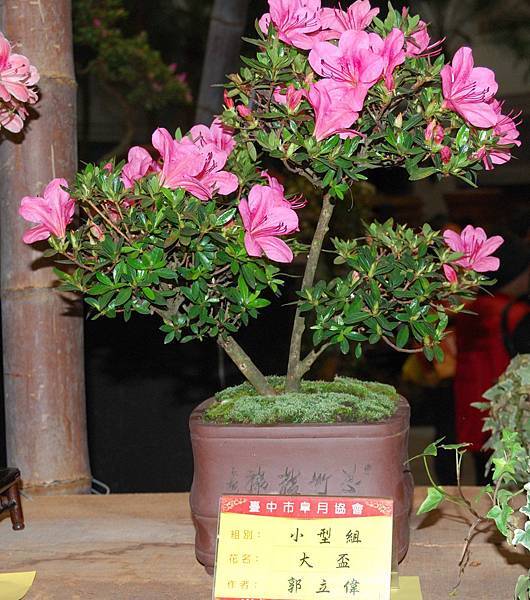 DSC_8295.jpg DSC_8295.jpg