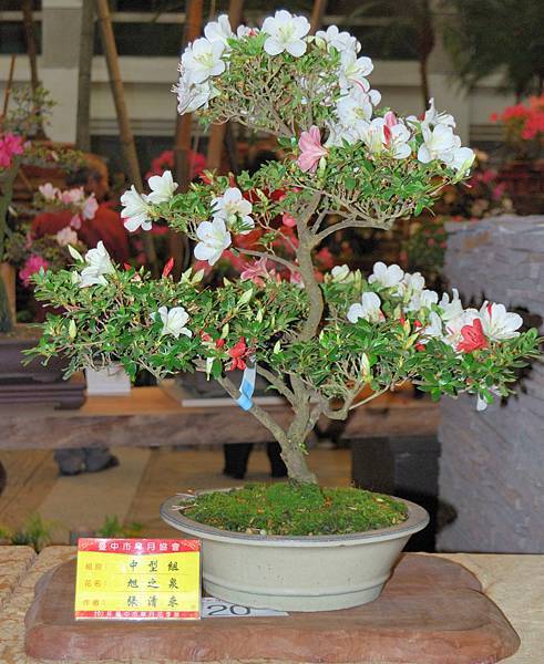 DSC_8303.jpg DSC_8303.jpg