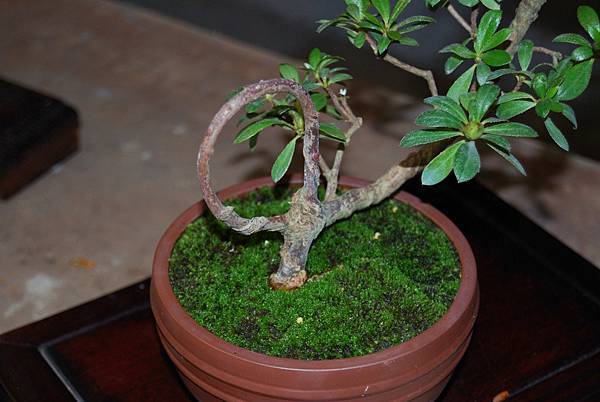 DSC_8314.jpg DSC_8314.jpg