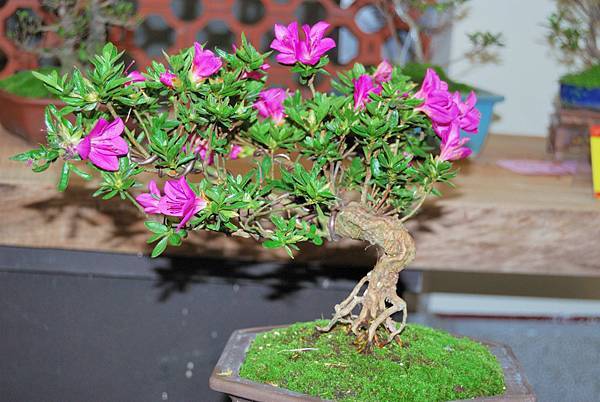 DSC_8315.jpg DSC_8315.jpg