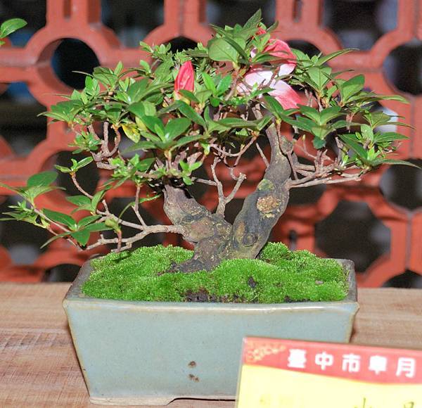 DSC_8321.jpg DSC_8321.jpg