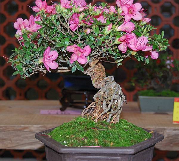 DSC_8323.jpg DSC_8323.jpg