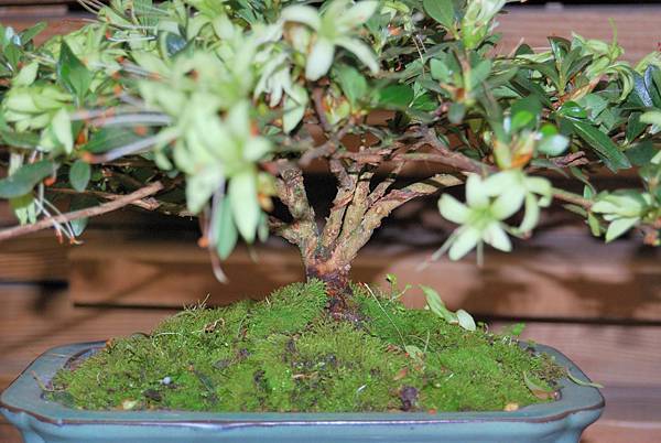 DSC_8327.jpg DSC_8327.jpg