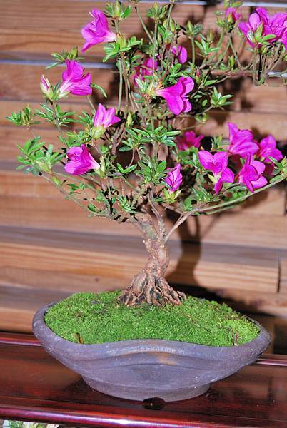 DSC_8331.jpg DSC_8331.jpg