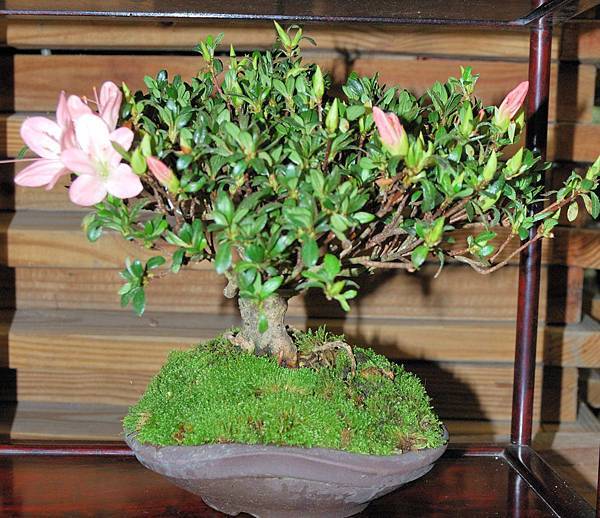 DSC_8334.jpg DSC_8334.jpg