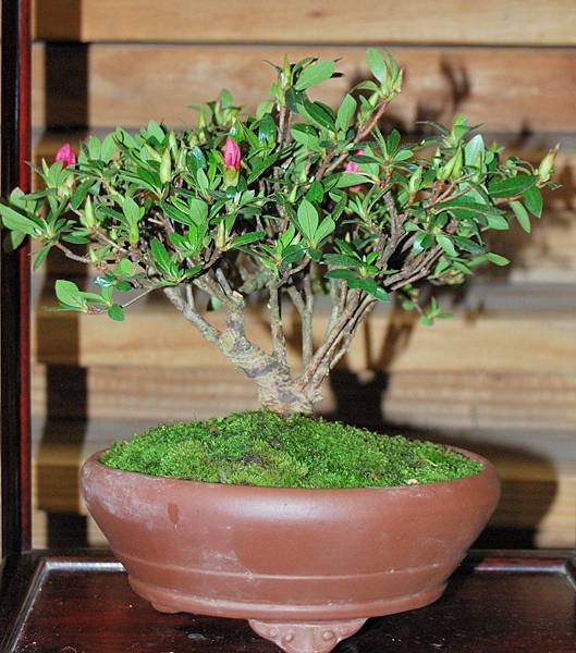 DSC_8337.jpg DSC_8337.jpg