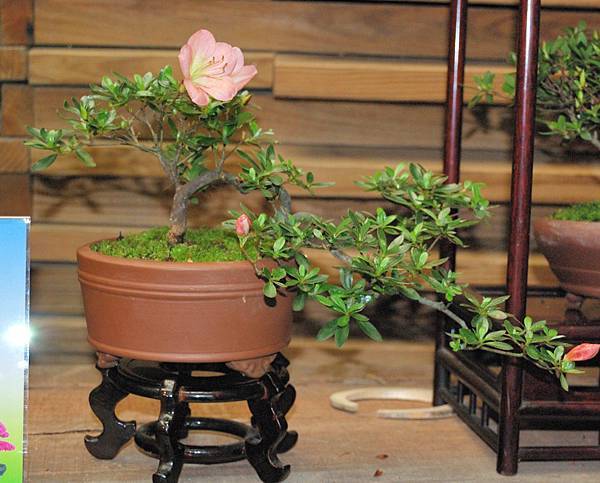 DSC_8338.jpg DSC_8338.jpg