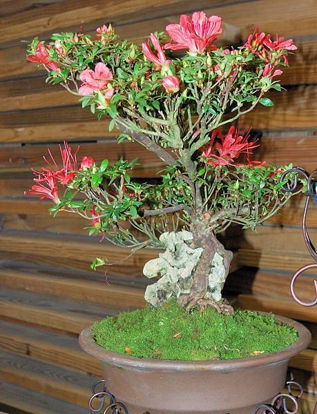 DSC_8340.jpg DSC_8340.jpg