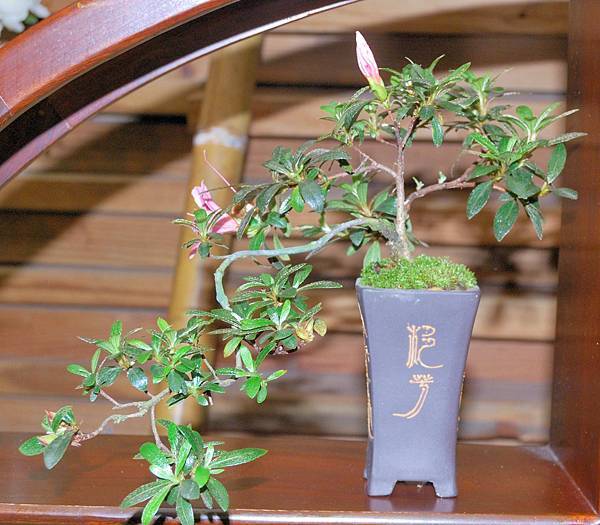 DSC_8342.jpg DSC_8342.jpg