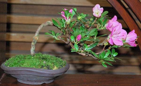 DSC_8343.jpg DSC_8343.jpg