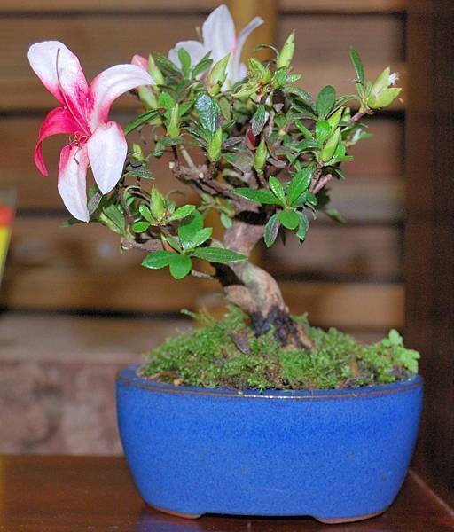 DSC_8347.jpg DSC_8347.jpg