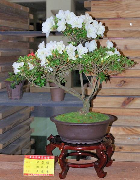 DSC_8354.jpg DSC_8354.jpg