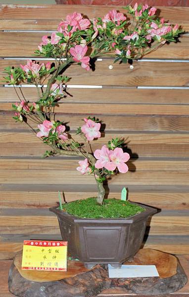 DSC_8353.jpg DSC_8353.jpg