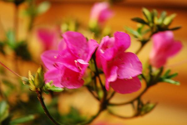 DSC_8367.jpg DSC_8367.jpg