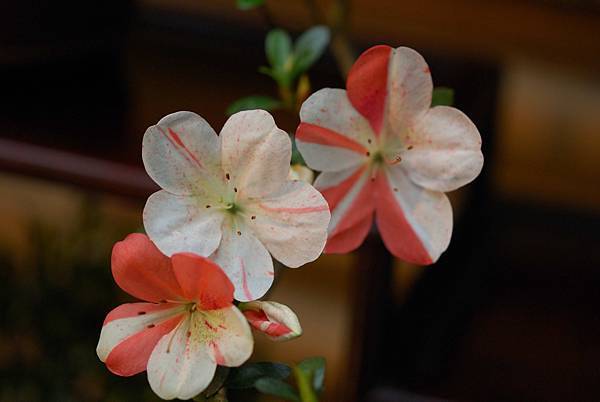 DSC_8371.jpg DSC_8371.jpg