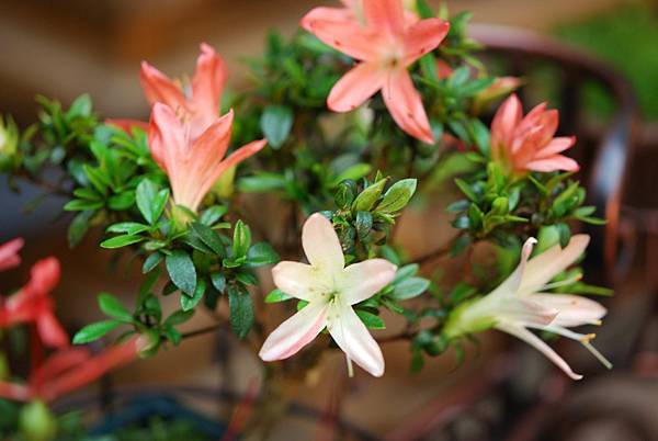 DSC_8374.jpg DSC_8374.jpg