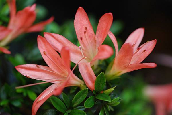 DSC_8377.jpg DSC_8377.jpg