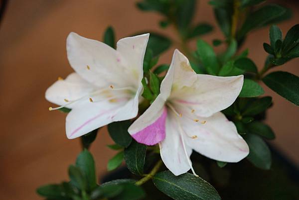 DSC_8379.jpg DSC_8379.jpg