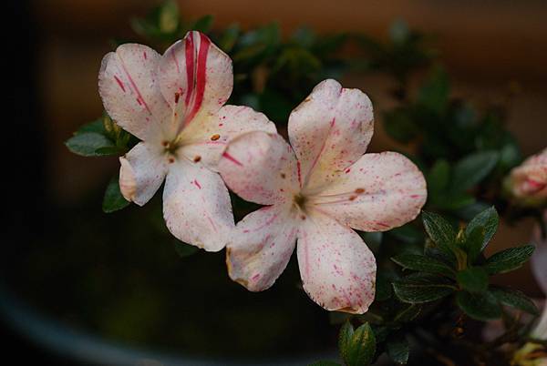 DSC_8382.jpg DSC_8382.jpg