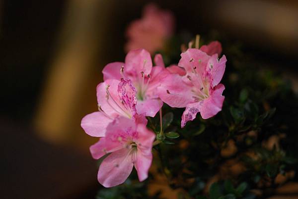 DSC_8383.jpg DSC_8383.jpg