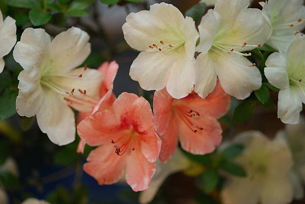 DSC_8387.jpg DSC_8387.jpg