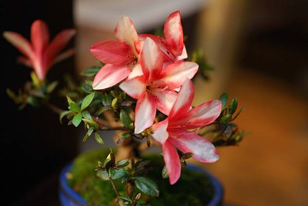 DSC_8384.jpg DSC_8384.jpg