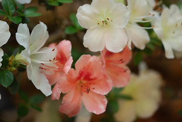 DSC_8388.jpg DSC_8388.jpg